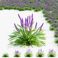 Liriope muscari Moneymaker flower