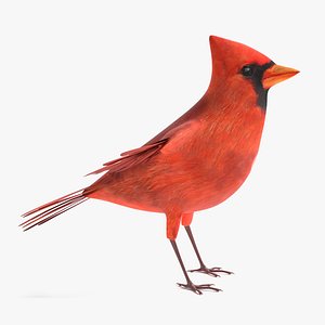 Northern Cardinal