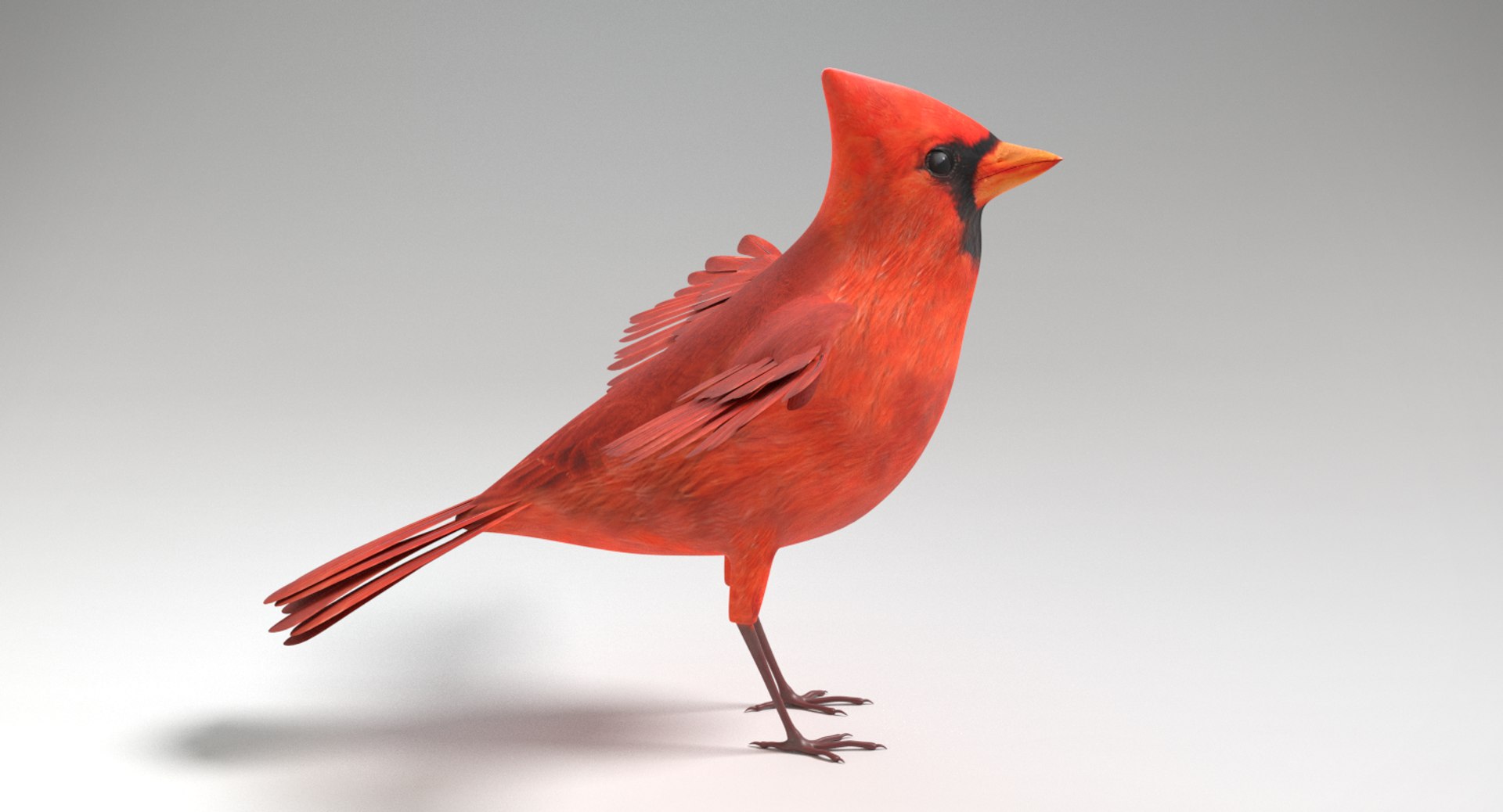 Cardinal Model - TurboSquid 1207897