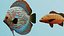 Realistic Tropical Marine Fish 3D Model Collection PBR Materials  Full UVs