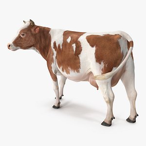 Red and White Cow