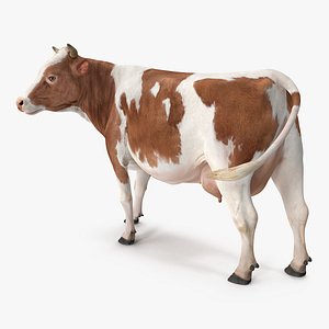 Red and White Cow