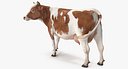 Red and White Cow