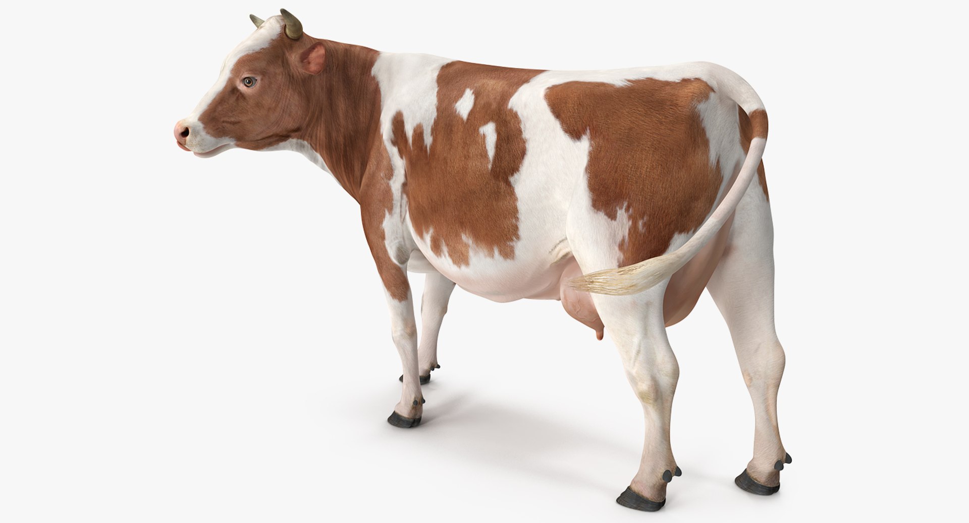 3D Farm Animals Big Collection 4 https://p.turbosquid.com/ts-thumb/mR/a3Ybkq/ZES6744G/redandwhitecow3dmodel001/jpg/1655297837/1920x1080/fit_q87/bf6fb71643731a9517463e1ecdd53620320d2b0f/redandwhitecow3dmodel001.jpg