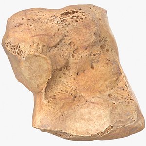 Real Cuneiform Bone Medial 01
