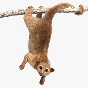 Animated Kinkajou Fur Advanced