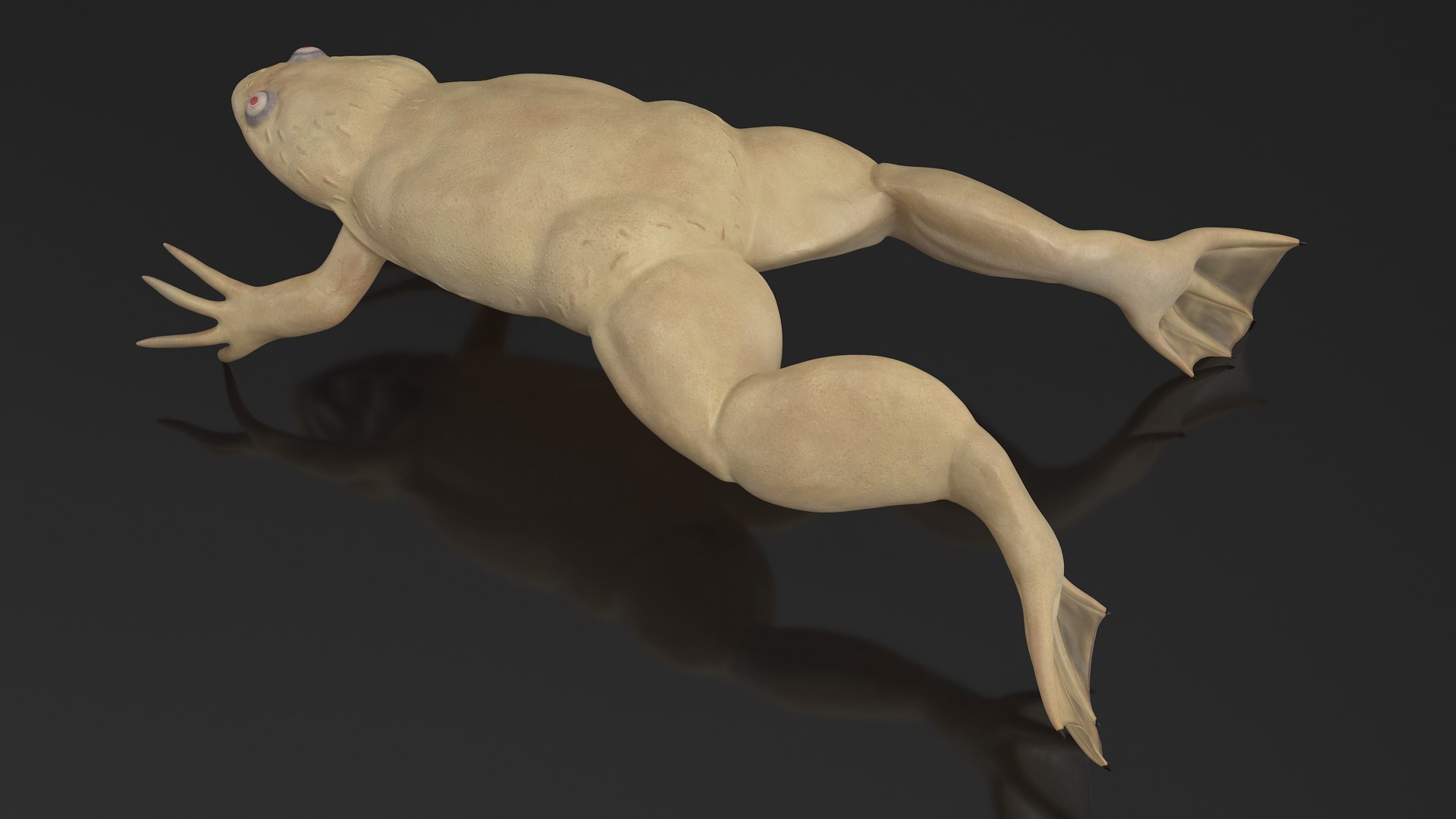 3D Xenopus African Clawed Toad Jump Pose - TurboSquid 2133621
