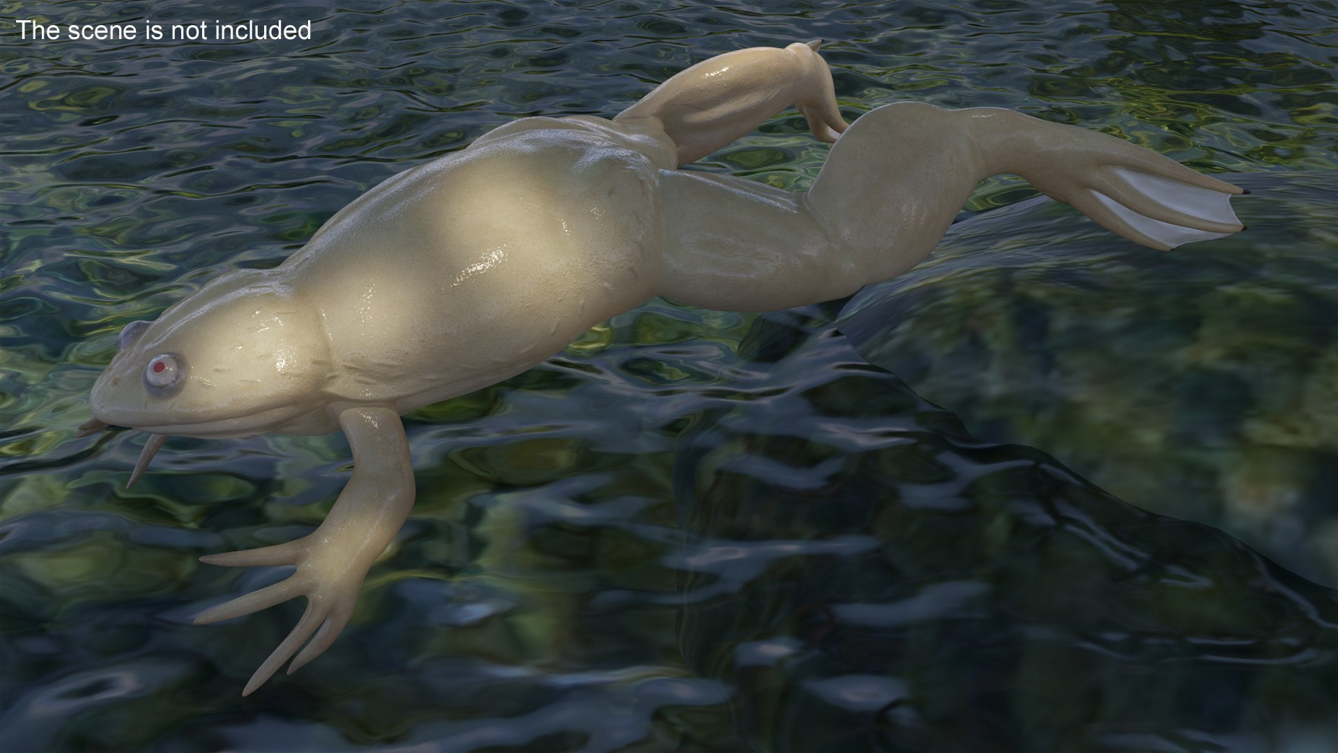 3D Xenopus African Clawed Toad Jump Pose - TurboSquid 2133621