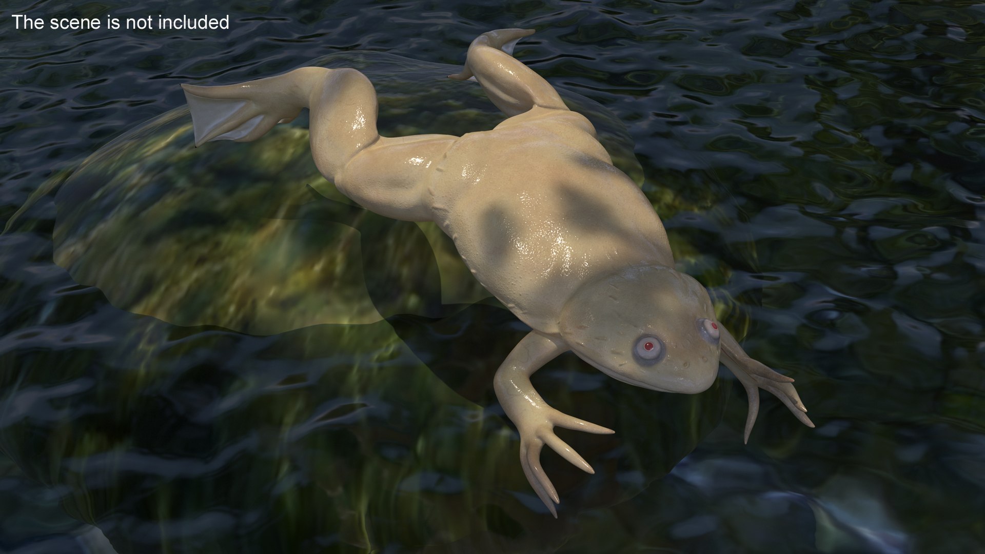 3D Xenopus African Clawed Toad Jump Pose - TurboSquid 2133621