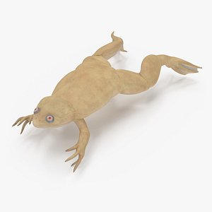Xenopus African Clawed Toad Jump Pose