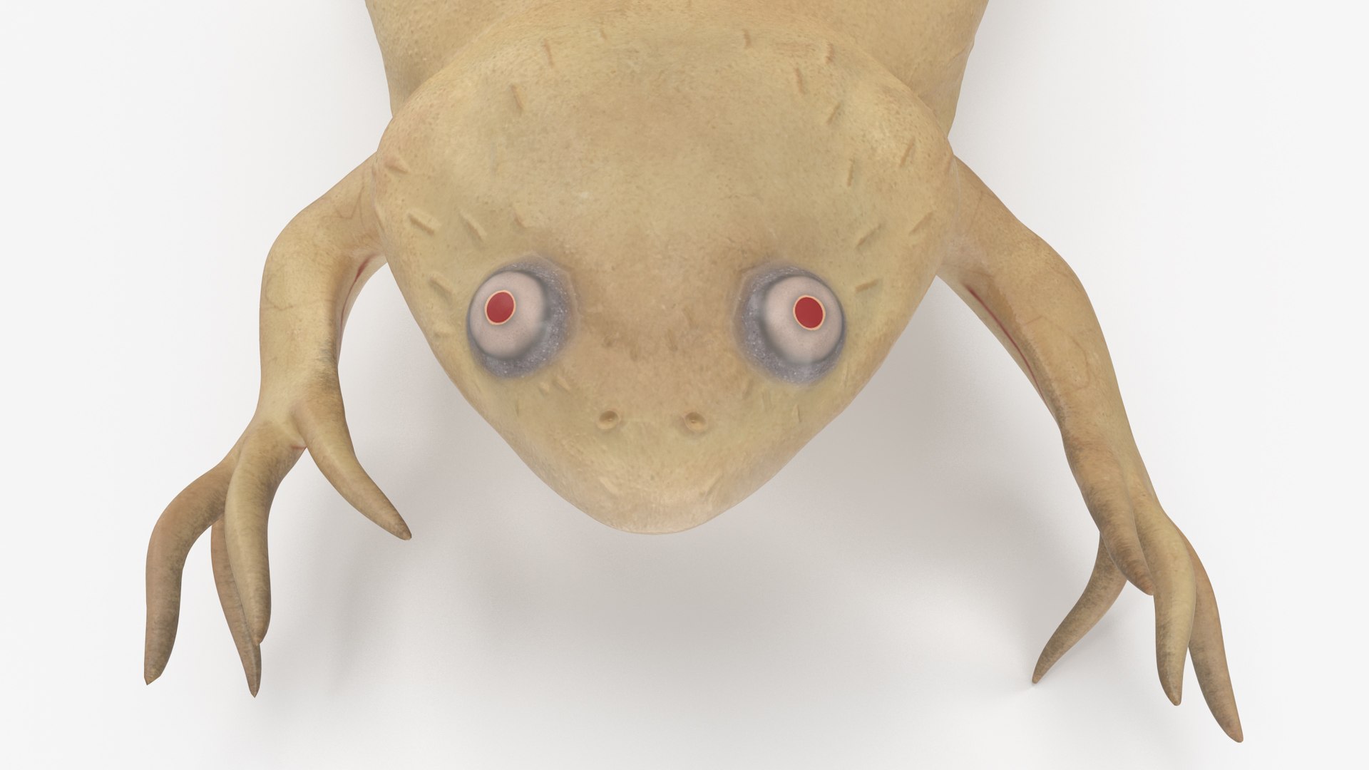 3D Xenopus African Clawed Toad Jump Pose - TurboSquid 2133621
