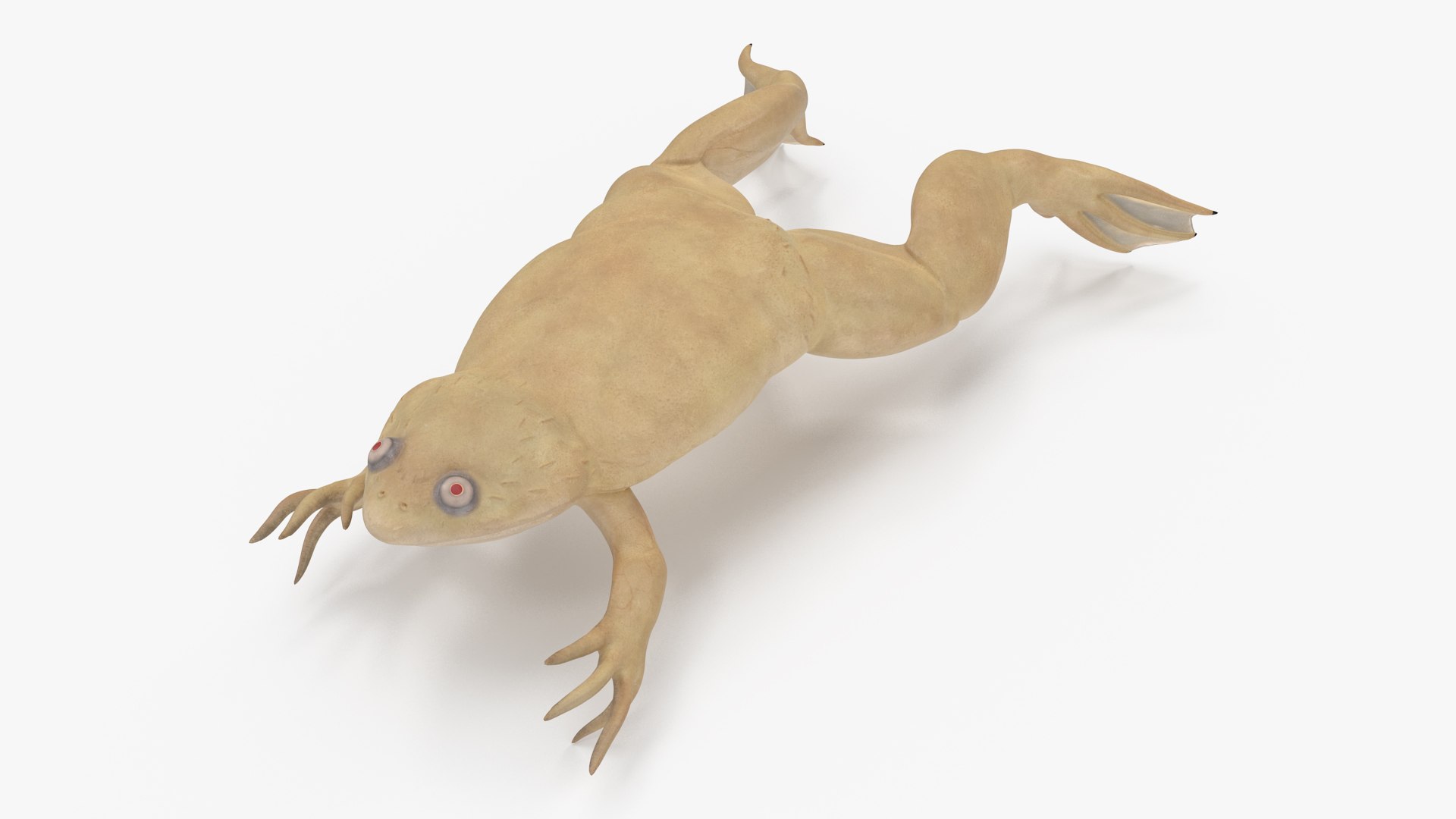 Xenopus African Clawed Toad Jump Pose 3D model preview