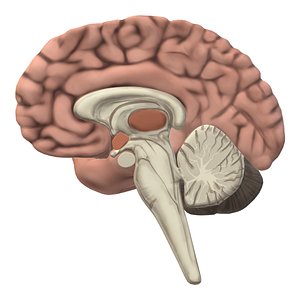 Human brain