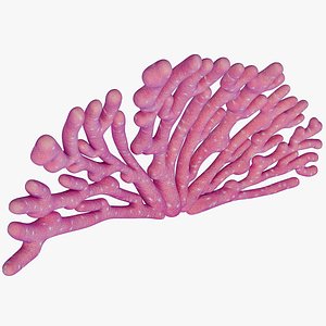 gorgonian soft coral 3d model