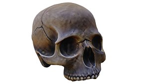 skull