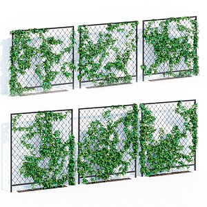 Ivy wall three