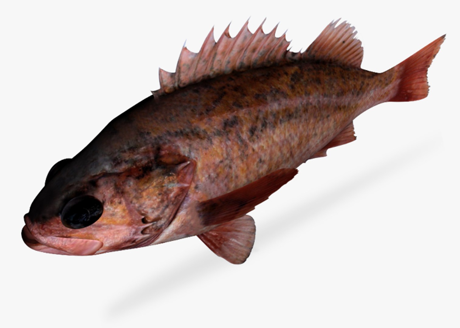 vermillion rockfish 3d x https://p.turbosquid.com/ts-thumb/mS/IEJSYX/56XQmQul/3/jpg/1462474990/1920x1080/fit_q87/70ec1d6c92696dcb4fe8230d781c96a549b0ea01/3.jpg