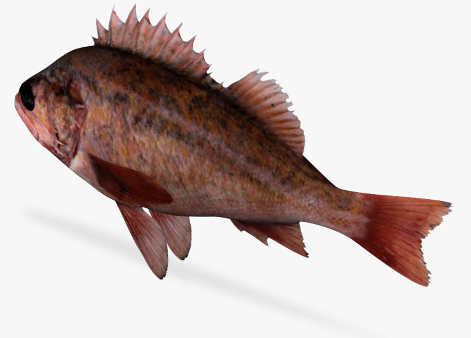 vermillion rockfish 3d x https://p.turbosquid.com/ts-thumb/mS/IEJSYX/7hQ3qzxq/4/jpg/1462474990/1920x1080/fit_q87/fd9bcbe6d1f4ed0403fb39961a24c75939d11d3c/4.jpg