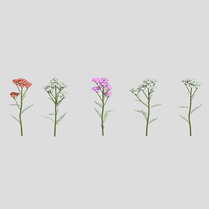3D Yarrow Flower Low Poly model
