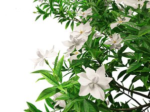 3D Gardenia jasminoides - Cape Jasmine