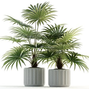 Plants collection 94