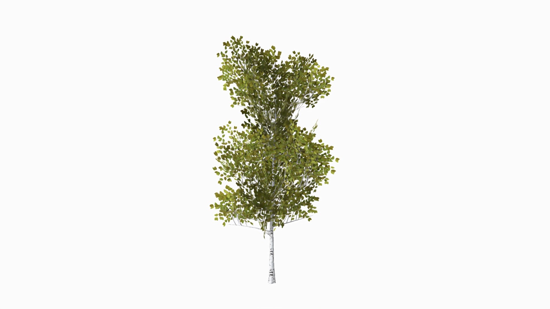 Pyrus summer 3D model - TurboSquid 1626021