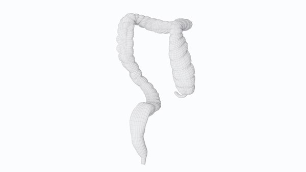 modelo 3d Colon - TurboSquid 2200813