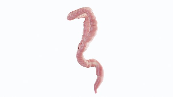 modelo 3d Colon - TurboSquid 2200813