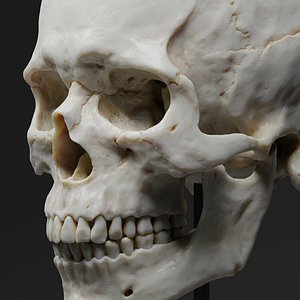 Human Skull