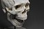 3D realistic human skull model