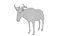 Wildebeest