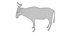 Wildebeest