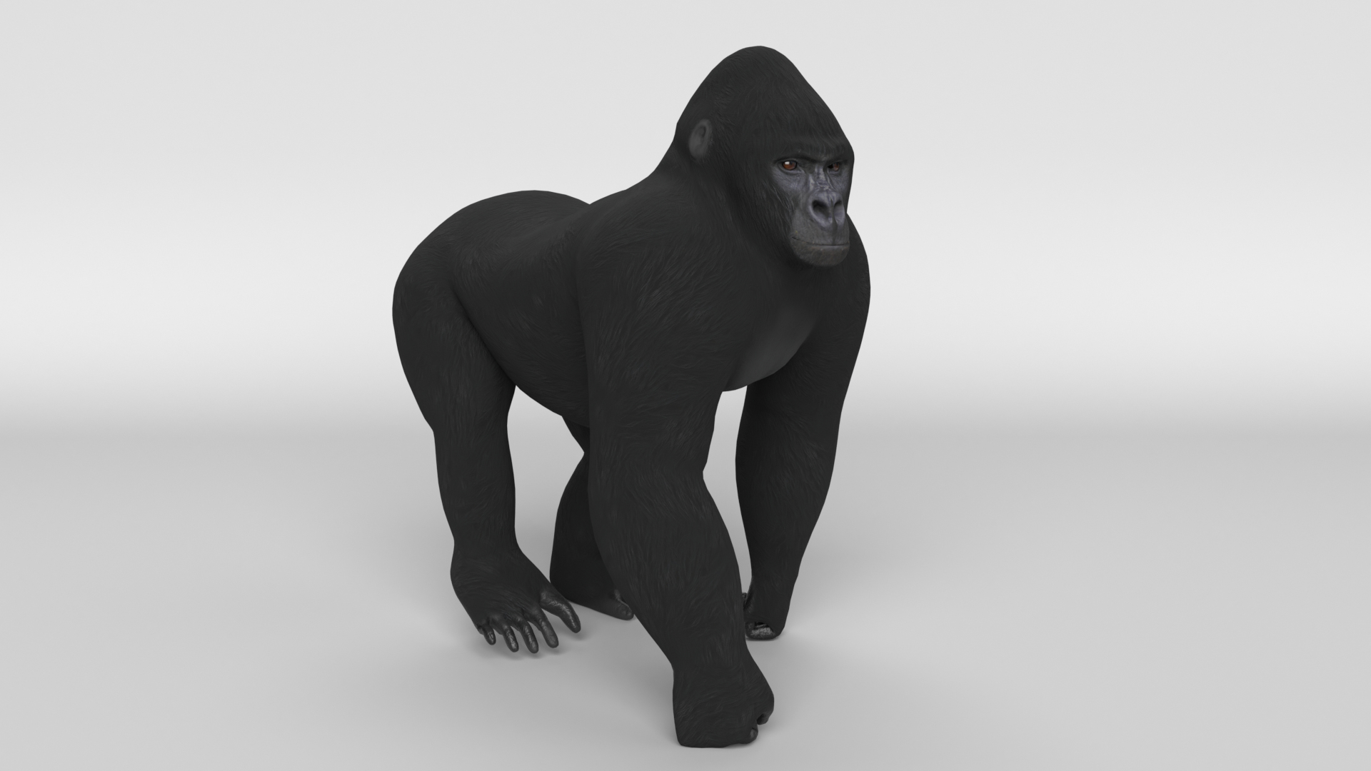 gorilla animal primate 3D model https://p.turbosquid.com/ts-thumb/mS/zvYNtE/LS/gorilla_walking_images/png/1611086635/1920x1080/turn_fit_q99/3cdc964e6c98b75ad38eb3dfbf06c814cc377e7d/gorilla_walking_images-1.jpg