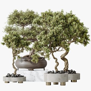 AV Indoor plants set 153 Mission Kalamata Leccino Arbequina Wilsonii Chemlali Olive