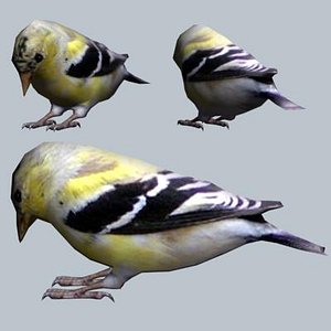 American Gold finch