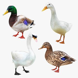 3D Duck Goose and Swan 4in 1 Collection