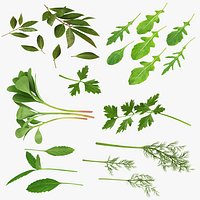 Herbs and Greens 6 in 1