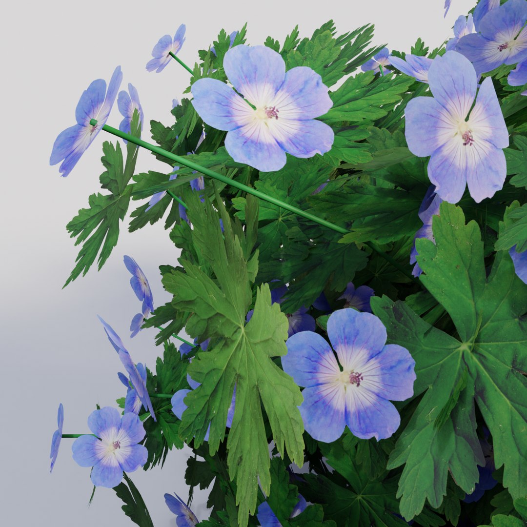 geranium rozanne model https://p.turbosquid.com/ts-thumb/mT/R4eVnw/5cgJzoQk/original0003/png/1577792689/1920x1080/fit_q87/52531ae061382f2adbccf6ffb9b85c37f990bd88/original0003.jpg