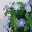 Geranium 'ROZANNE'