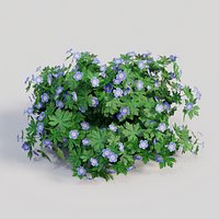 Geranium 'ROZANNE'