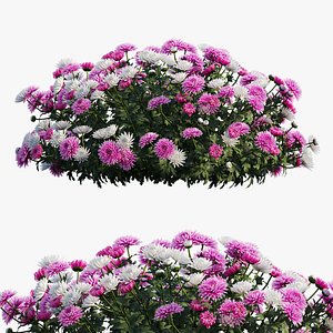 chrysanthemum flower plant set 3D
