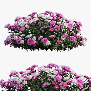 Chrysanthemum flower plant set 07