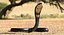 dark skin cobra rigged 3D model