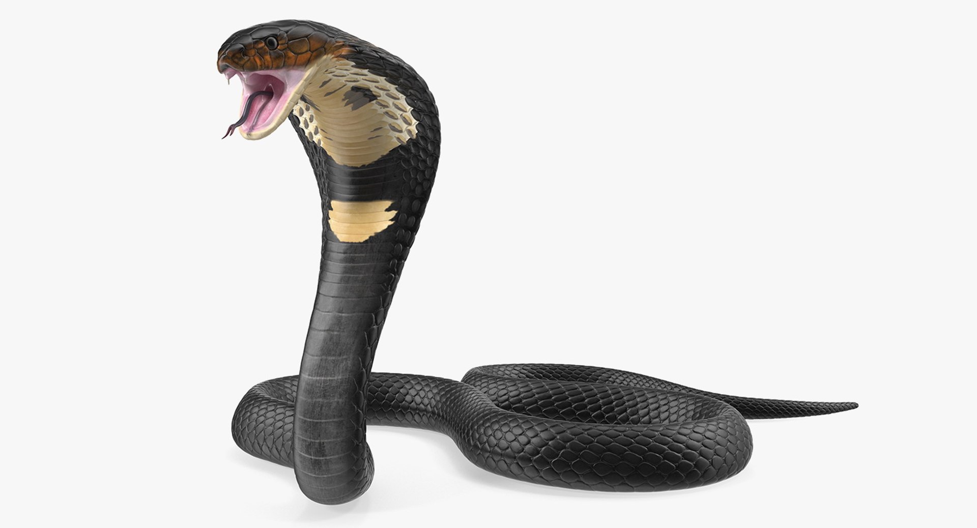 Dark skin cobra rigged 3D model - TurboSquid 1422299