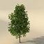 Elm Tree Low Polygon Set