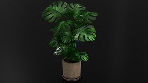 plant pot03 3D