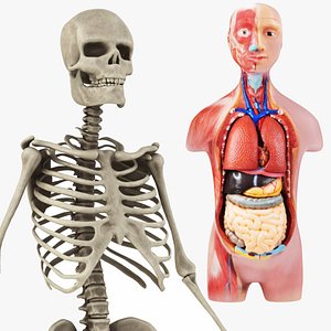 Human Education Anatomy and Skeletal System Set 3D