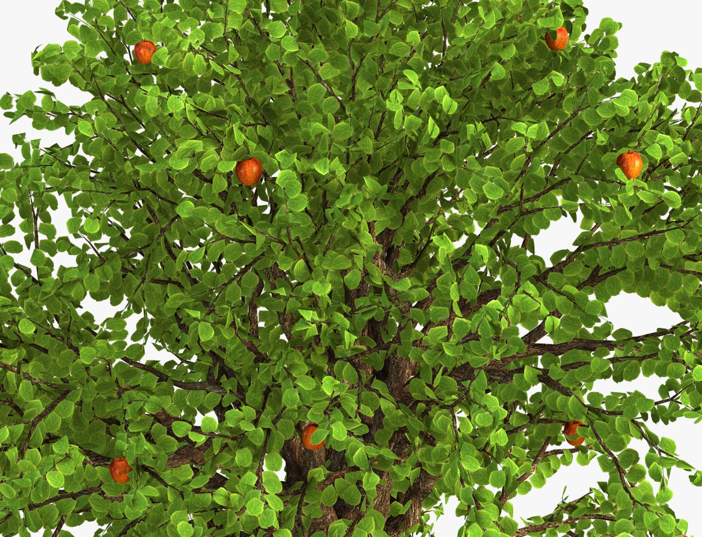 3D tree apple model https://p.turbosquid.com/ts-thumb/mU/PfRRfI/CDpKHUZo/tree4/jpg/1543053463/1920x1080/fit_q87/3cee840473104350f9b81de358b508b34f555e0b/tree4.jpg