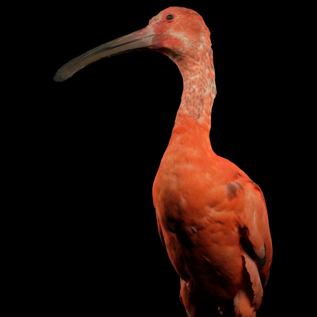 3D animal scanned unity model https://p.turbosquid.com/ts-thumb/mU/QtxkI1/2nm39qhn/rodeibiseudocimusruberlepelaarthreskiornithidaebiologyanimal3dmodelphotogrammetryscanscanned037/jpg/1498572510/1920x1080/fit_q87/b4e84da396bcb98ec13aa66d1a062eb71f307d87/rodeibiseudocimusruberlepelaarthreskiornithidaebiologyanimal3dmodelphotogrammetryscanscanned037.jpg
