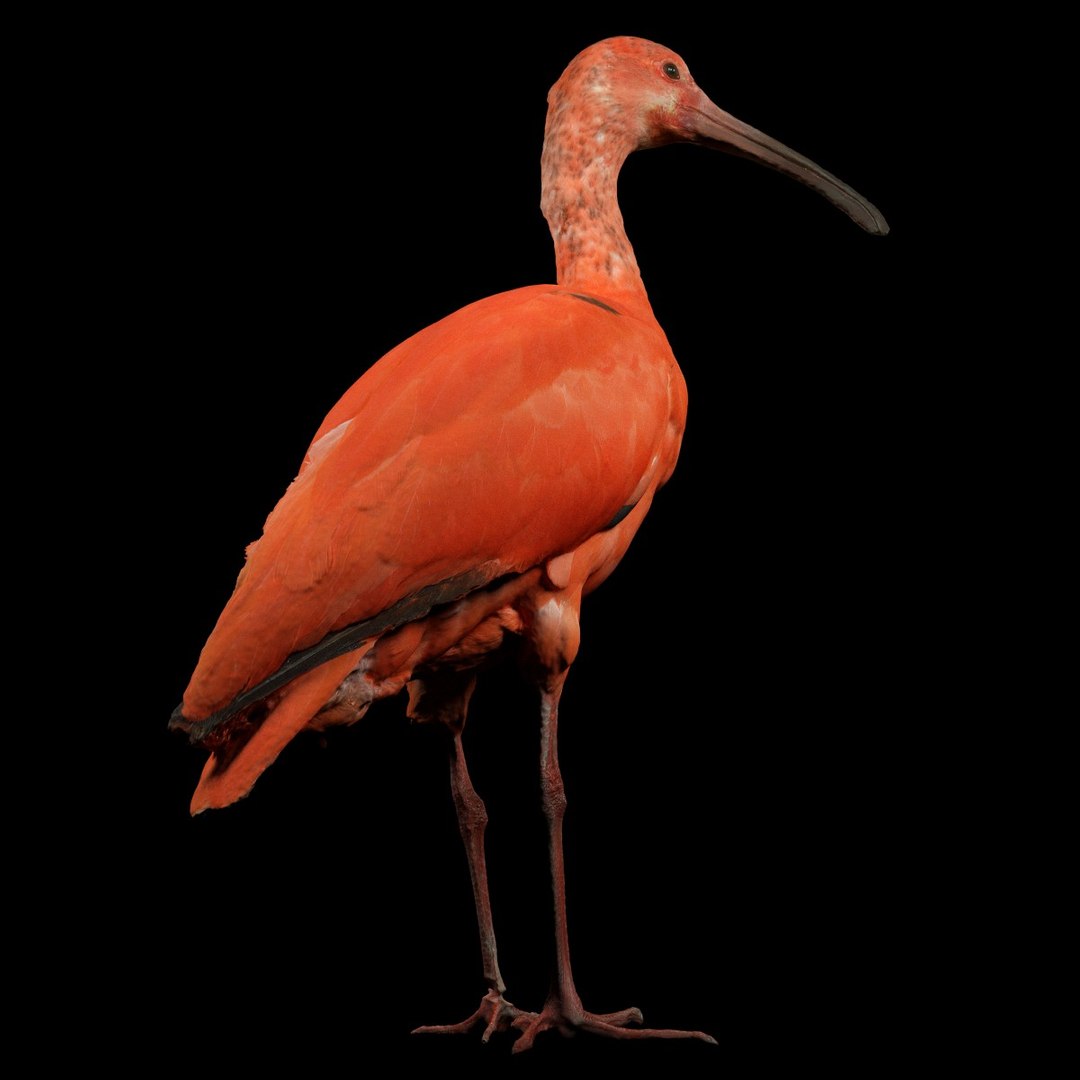 3D animal scanned unity model https://p.turbosquid.com/ts-thumb/mU/QtxkI1/6ewdM9on/rodeibiseudocimusruberlepelaarthreskiornithidaebiologyanimal3dmodelphotogrammetryscanscanned011/jpg/1498572510/1920x1080/fit_q87/64bc64b42803f575763cc50ba788d69cc611a02d/rodeibiseudocimusruberlepelaarthreskiornithidaebiologyanimal3dmodelphotogrammetryscanscanned011.jpg